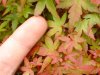 Plants 6-3-09 053.jpg