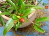 Plants 6-3-09 073.jpg