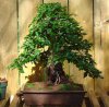 Korean Hornbeam 08 (11).jpg