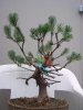Pumilio-first-pruning.jpg