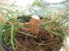 pine_chop_low_branches.jpg