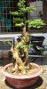 bonsai2 042.jpg