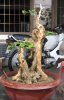 bonsai2 053.jpg