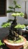 bonsai2 041.jpg