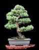 scots-pine.jpg