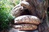 African tree#6.jpg