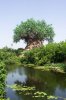 African tree- distant view.jpg