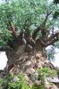 African Tree Close up.jpg