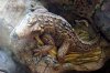 African tree gator.jpg