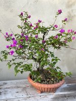 IMG_1649.jpeg