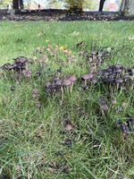 IMG_7986.jpeg