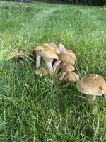 IMG_7984.jpeg