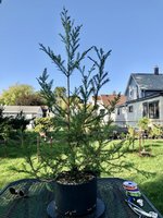 IMG_2353.jpeg