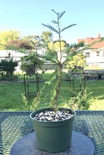 IMG_2371.jpeg