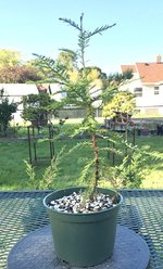 IMG_2372.jpeg