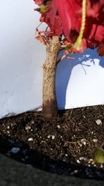 DSCF7271.JPG