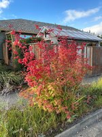 fall color hell strip 2023.jpg