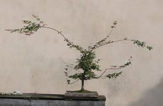 acer palmatum deshojo 2023 08 30 (1).JPG