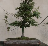 acer palmatum deshojo 2023 08 30 (2).JPG