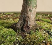 acer palmatum deshojo 2023 08 30 (6).JPG