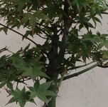 acer palmatum deshojo 2023 08 30 (4).JPG