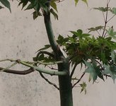 acer palmatum deshojo 2023 08 30 (5).JPG