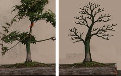 acer palmatum deshojo 2023 08 30 (7virt).jpg