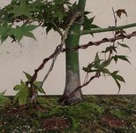 acer palmatum deshojo 2023 08 30 (10).JPG