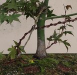 acer palmatum deshojo 2023 08 30 (11).jpg
