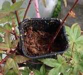 acer palmatum deshojo 2023 09  01 (3).JPG