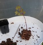 acer palmatum deshojo 2023 09  01 (4).JPG