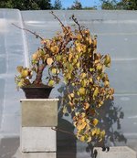 hydrangea petiolaris cordifolia 2023 10 06 (2).JPG