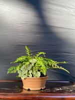 IMG_1516.jpeg