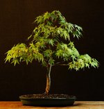 acerp19_231008a.jpg