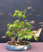 acerp21m_220915a.jpg