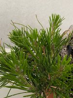 IMG_7703.jpeg