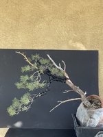 IMG_7496.jpeg