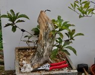 hawthorn 49 a.jpg