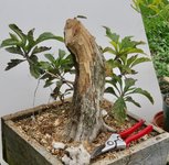 hawthorn 49 b.jpg