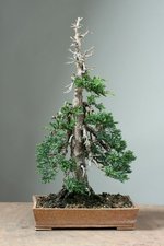 too-straight-for-a-juniper-bonsai-953705_750x.jpg