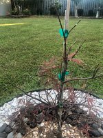 IMG_1589.jpg