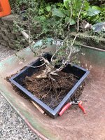 IMG_8745.jpeg IMG_8745.jpeg