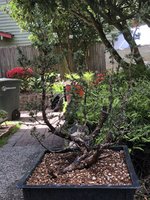 IMG_8746.jpeg IMG_8746.jpeg