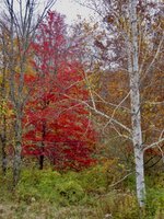 IMG_4177.jpeg