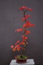 000_maple.JPG