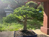 IMG_0078.jpeg