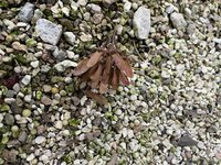 IMG_2078.jpeg