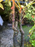 IMG_1345.jpg