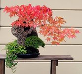 maple on rock.jpg