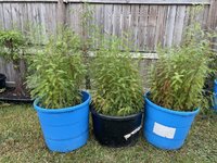IMG_0227.jpeg